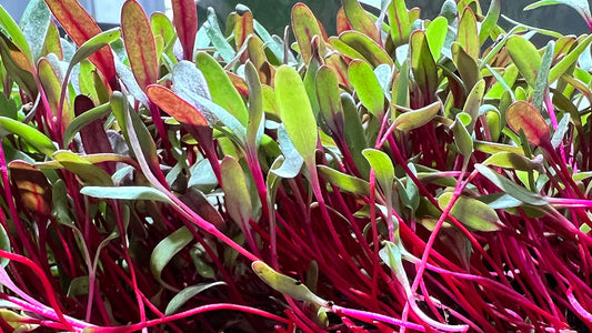 Blood Red Beets