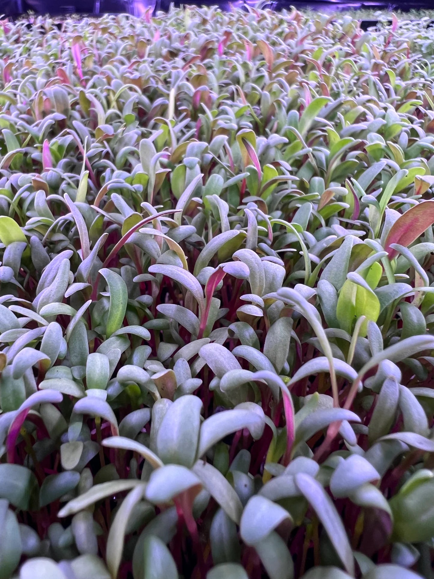 Rainbow Chard