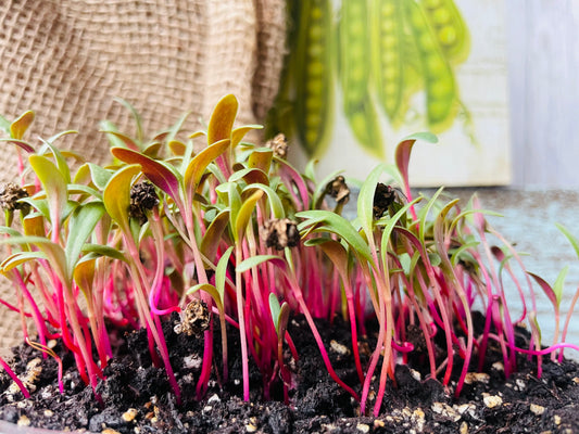 Rainbow Chard