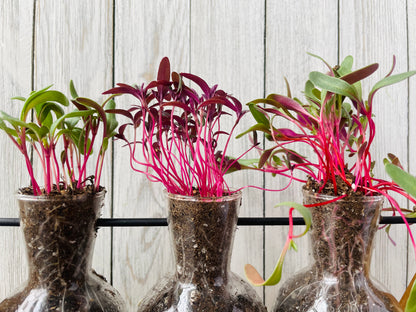 Red Garnet Amaranth