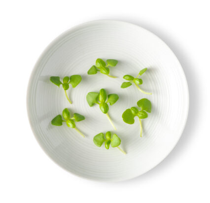 Micro Basil Lemon