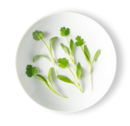 Micro Cilantro