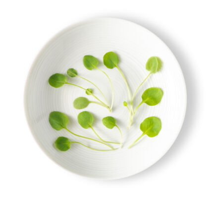 Micro Cress Upland