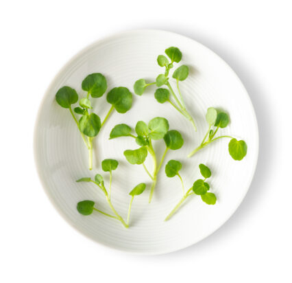 Micro Cress Water