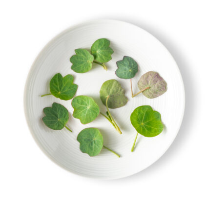 Micro Nasturtium Leaf