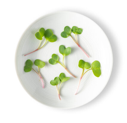 Micro Radish Daikon